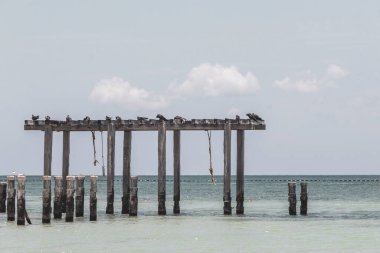 Playa del Carmen Quintana Roo Meksika 'da Karayip Denizi üzerinde eski bir iskelede oturan martılar..