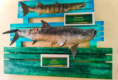 Cancun Quintana Roo Mexico 'daki Isla Contoy Adası' nda tarpon balığı ve büyük barakuda figürleri..