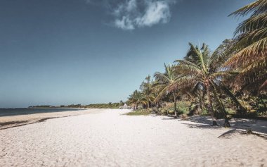Playa del Carmen Quintana Roo Meksika 'da berrak turkuaz mavi su ve palmiye ağaçları ile tropik Meksika Karayip sahili manzarası.