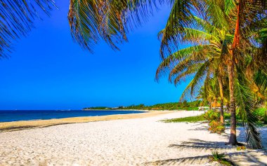 Playa del Carmen Quintana Roo Meksika 'da berrak turkuaz mavi su ve palmiye ağaçları ile tropik Meksika Karayip sahili manzarası.