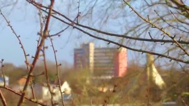 Leherheide Bremerhaven Bremen Almanya 'sında yüksek ağaç dalları ve ağaç tepeleri mavi kış gökyüzüne yükseliyor..