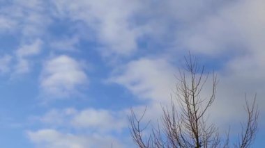 Leherheide Bremerhaven Bremen Almanya 'sında yüksek ağaç dalları ve ağaç tepeleri mavi kış gökyüzüne yükseliyor..