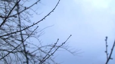 Leherheide Bremerhaven Bremen Almanya 'sında yüksek ağaç dalları ve ağaç tepeleri mavi kış gökyüzüne yükseliyor..