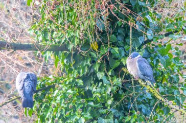 Pigeons birds sitting on a fir branch with ivy in Leherheide Bremerhaven Bremen Germany. clipart