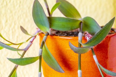 Leherheide Bremerhaven Bremen Almanya 'sında mor tencere ve ev bitkisi asılıyor..