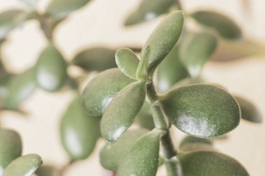 Leherheide Bremerhaven Bremen Almanya 'sında küçük para ağacı ekimi.