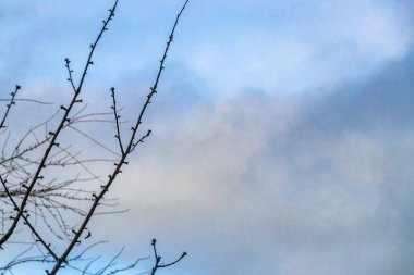 High tree branches and treetops tower into the blue winter sky in Leherheide Bremerhaven Bremen Germany. clipart