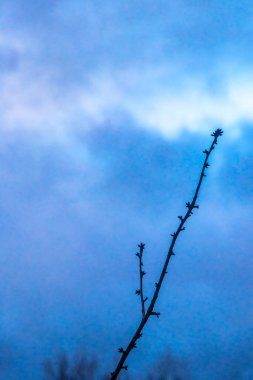 High tree branches and treetops tower into the blue winter sky in Leherheide Bremerhaven Bremen Germany. clipart