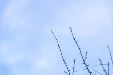 High tree branches and treetops tower into the blue winter sky in Leherheide Bremerhaven Bremen Germany. clipart