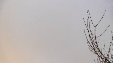 High tree branches and treetops tower into the winter sky in Leherheide Bremerhaven Bremen Germany. clipart