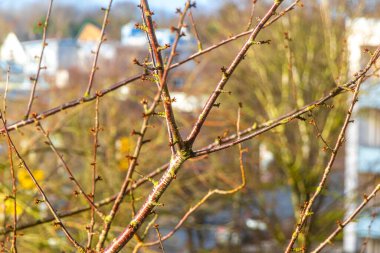 High tree branches and treetops tower into the winter sky in Leherheide Bremerhaven Bremen Germany. clipart