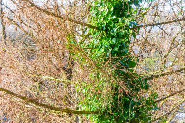 Tall fir wrapped with ivy in winter in Leherheide Bremerhaven Bremen Germany. clipart