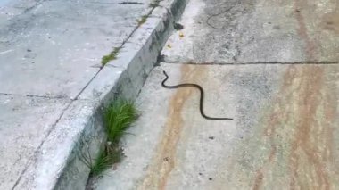 Playa del Carmen Quintana Roo Meksika 'da büyük tropikal yılan sürünür..