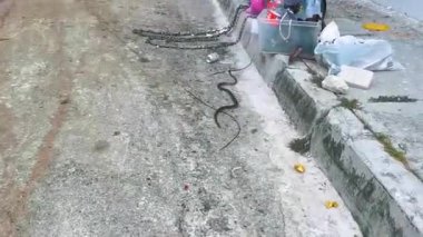 Playa del Carmen Quintana Roo Meksika 18. Eylül 2024 Playa del Carmen Quintana Roo Meksika 'daki çöp tenekesine giden yolda tropik bir yılan emekliyor..