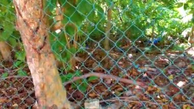 Bir agouti, Playa del Carmen Quintana Roo Meksika 'da tropikal doğada ve çitin arkasındaki çöpte yiyecek bir şeyler arar..