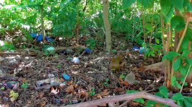 Bir agouti, Playa del Carmen Quintana Roo Meksika 'da tropikal doğada ve çitin arkasındaki çöpte yiyecek bir şeyler arar..