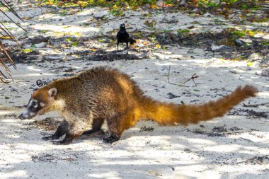 Koati koatileri, Playa del Carmen Quintana Roo Meksika 'daki tropikal ormanlarda yiyecek arıyor..