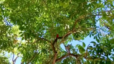 Playa del Carmen Quintana Roo Meksika 'da bir ağaç dalındaki kırmızı kardinal tropikal kuşu.