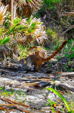 Koati koatileri, Playa del Carmen Quintana Roo Meksika 'daki tropikal ormanlarda yiyecek arıyor..