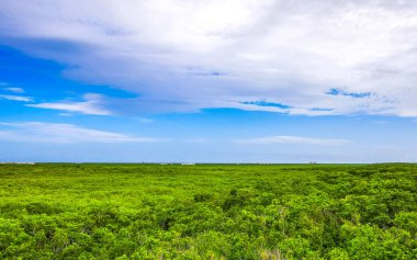 Tulum Panorama Ulusal Parkı Tropikal orman manzarası ve mavi gökyüzü Tulum Quintana Roo Mexico 'da bulutlarla.