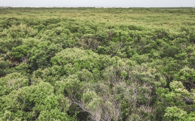 Tulum Panorama Ulusal Parkı Tulum Quintana Roo Mexico 'daki tropikal orman manzarası ve mavi gökyüzü.