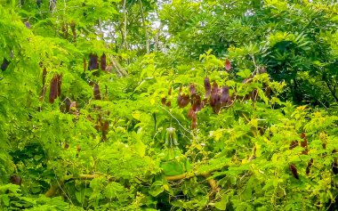 Yeşil iguana, Playa del Carmen Quintana Roo Meksika 'daki ormanda bir ağaçta oturuyor..