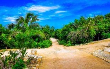 Yeşil tropikal orman ve Tulum palmiyeleri Quintana Roo Mexico 'da mavi gökyüzü.