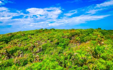 Tulum Panorama Ulusal Parkı Tropikal orman manzarası ve mavi gökyüzü Tulum Quintana Roo Mexico 'da bulutlarla.