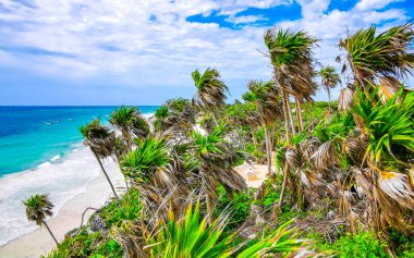 Playa Santa Fe tropik cennet plaj manzarası beyaz kum turkuaz mavi su ve Tulum Quintana Roo Meksika 'da yeşil palmiye ağaçları.