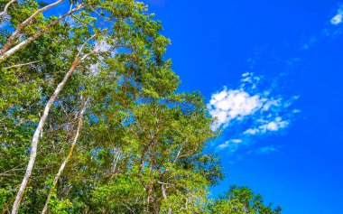 Yeşil tropikal orman ve Tulum palmiyeleri Quintana Roo Mexico 'da mavi gökyüzü.