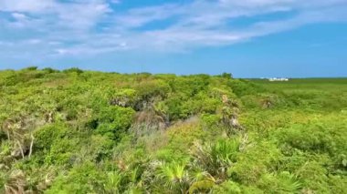 Tulum Panorama Ulusal Parkı Tulum Quintana Roo Mexico 'daki tropikal orman manzarası ve mavi gökyüzü.