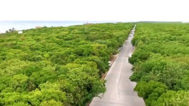 Tulum Panorama Ulusal Parkı Tulum Quintana Roo Meksika 'da orman sahili sahili ve mavi gökyüzü.