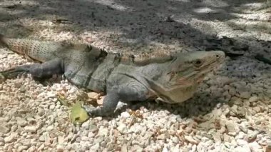 Antik Tulum 'da sürünen dev Iguana kertenkele hayvanı, Tulum Meksika' daki tropik doğal orman palmiyesindeki tapınak kalıntıları ile Maya kalıntıları arasında sürünüyor..