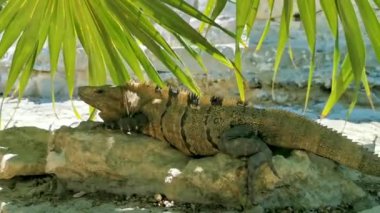 Antik Tulum 'da kayalıklardaki dev Iguana kertenkele hayvanı Tulum Meksika' daki tropik doğal orman palmiyesinde tapınak kalıntıları ve eserlerle Maya bölgesini harap etti..