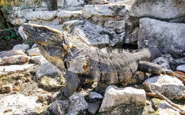 Antik Tulum 'da kayalıklardaki dev Iguana kertenkele hayvanı Tulum Meksika' daki tropik doğal orman palmiyesinde tapınak kalıntıları ve eserlerle Maya bölgesini harap etti..