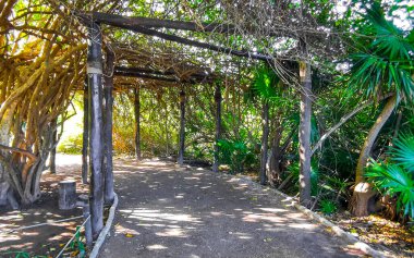Tropik doğal orman palmiyeleri ve antik Tulum 'daki yürüyüş yolu Tulum Meksika' daki tapınak ve harabelerle Maya bölgesini harabeye çeviriyor..