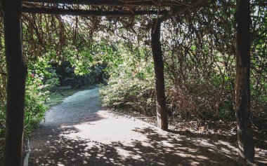 Tropik doğal orman palmiyeleri ve antik Tulum 'daki yürüyüş yolu Tulum Meksika' daki tapınak ve harabelerle Maya bölgesini harabeye çeviriyor..