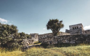 Antik Tulum, Tulum Meksika 'daki tropikal doğal orman palmiyeleri manzarasında kale piramidi ve törensel bina olan El Castillo tapınağı ile Maya bölgesini harabeye çeviriyor..