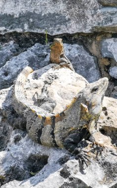 Antik Tulum 'da kayalıklardaki dev Iguana kertenkele hayvanı Tulum Meksika' daki tropik doğal orman palmiyesinde tapınak kalıntıları ve eserlerle Maya bölgesini harap etti..