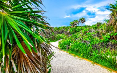 Tropik doğal orman palmiyeleri ve antik Tulum 'daki yürüyüş yolu Tulum Meksika' daki tapınak ve harabelerle Maya bölgesini harabeye çeviriyor..