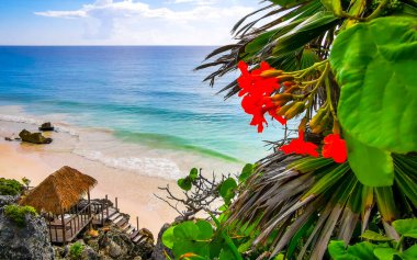 Ziricote plant tree at the natural seascape and beach panorama view at the ancient Tulum ruins Mayan site with temple ruins pyramid in the tropical natural jungle forest palm in Tulum Mexico. clipart