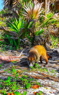 Koati koatileri, Playa del Carmen Quintana Roo Meksika 'daki tropikal ormanlarda yiyecek arıyor..