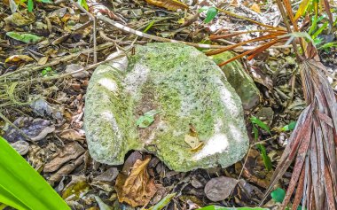 Tulum Quintana Roo Meksika 'daki tropiklerde kayalar ve ölü mercanlar.