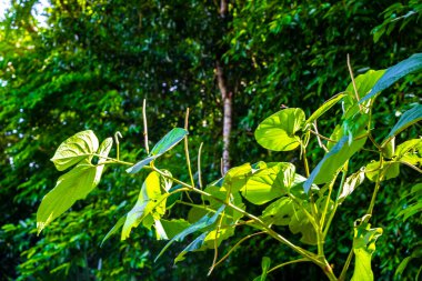 Coba Belediyesi Tulum Quintana Roo Mexico 'da ağaçların dallandığı tropikal orman ve doğa..