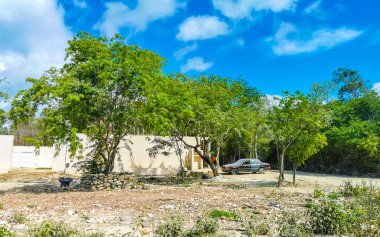 Tropikal ormanda ve doğada yol yolu ağaçlarla kaplı Tulum Quintana Roo Mexico ormanlarında bitkiler ve çiçekler.