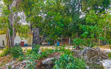 Tropikal ormanda ve doğada yol yolu ağaçlarla kaplı Tulum Quintana Roo Mexico ormanlarında bitkiler ve çiçekler.