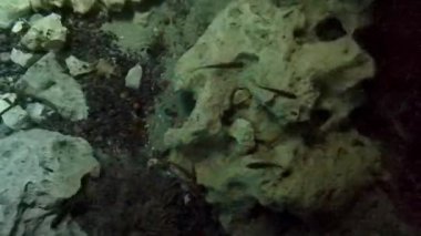 Güzel Cenote Park Yaxmuul kireç taşı Tulum Quintana Roo Mexico 'da balıkla birlikte turkuaz mavi yeşil su taşır..