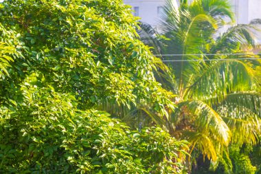Playa del Carmen Quintana Roo Meksika 'da Karayip doğasında tropik palmiye ağaçları.