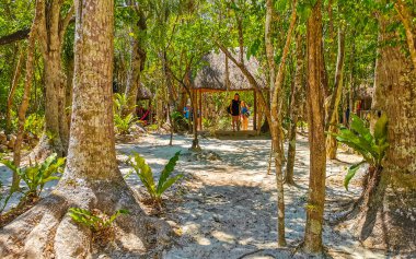 Tulum Quintana Roo Meksika 25. Nisan 2023 Tulum Quintana Roo Mexico 'daki Yaxmuul Cenote Parkı' ndaki tropikal ormandaki sazdan çatılı bina..
