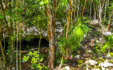 Tulum Quintana Roo Meksika 'daki tropikal doğa ormanında bir göçük..